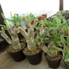 Pachypodium densiflorum 5-7cm