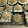 Euphorbia decidua