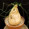 Cyphia linaroides