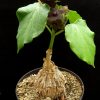 Matalea cyclophylla 4-5 cm