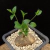 Ceropegia ringoetii