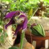 Pentagonanthus grandiflorus ssp. glabrescens