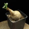 Euphorbia primulifolia
