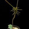 Dorstenia barnimiana 3cm Mbeya Province,Tanzania