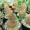 Euphorbia trichadenia