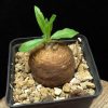 Pentagonanthus grandiflorus ssp. glabrescens