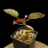Euphorbia nadiae (red labatii)