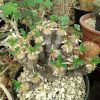 Euphorbia guillaumeniana