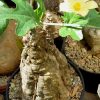 Cephalopentandra ecirrhosa