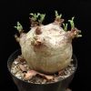 Cyphostemma uter v.macropus