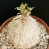 Euphorbia trichadenia