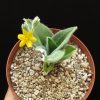 Hypoxis obtusa Makambako Tanzania