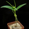 Dorstenia psilurus