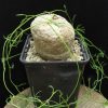 Ipomoea cairica
