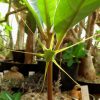 Dorstenia cuspidata