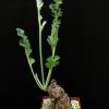 Pelargonium pulverulentum