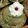 Ipomoea spec. white fl. pink centre