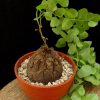 Dioscorea elephantipes Var. Montana