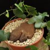 Dioscorea sylvatica