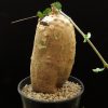 Fockea edulis