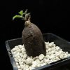 Cyphostemma montagnacii