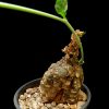 Cephalopentandra ecirrhosa