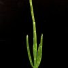 Euphorbia heterodoxa