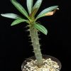 Pachypodium rosulatum ssp.rosulatum 8-10cm