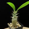 Pachypodium makayense