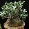 Adenia spinosa