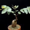 Phyllanthus mirabilis