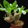 Pachypodium eburneum