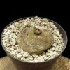 Brachystelma burchellii