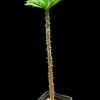 Monadenium torrei