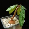 Euphorbia cremersii Madagascar