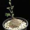 Cyphostemma montagnacii