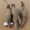 Dolichos kilimandscharicus 4cm