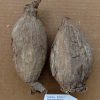 Dolichos kilimandscharicus 6cm