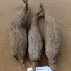 Dolichos kilimandscharicus 3cm