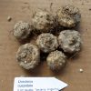 Dorstenia cuspidata 2cm