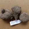Cyphostemma adenocaule 4cm