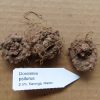 Dorstenia psilurus