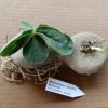 Brachystelma buchanani 3cm