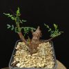 Senna meridionalis