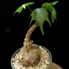 Sterculia colorata