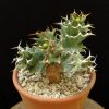 Euphorbia tortirama