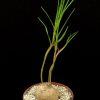 Sathmostelma gigantiflorum