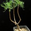 Commiphora kraeuseliana