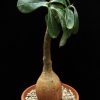 Adenium obesum, red skin,Kenya