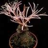 Ammocharis tinneana